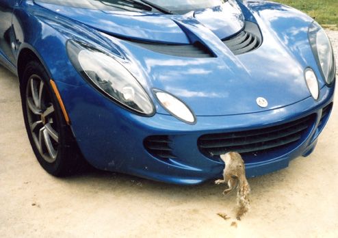 Squirrel vs lotus elise in grill