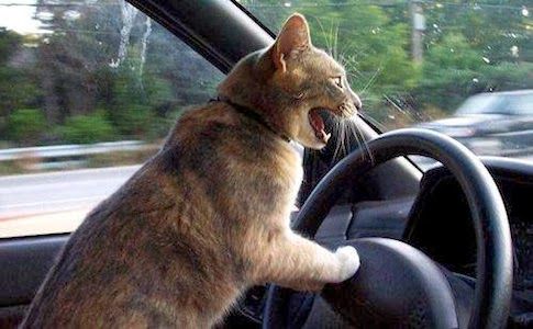 angry driver cat